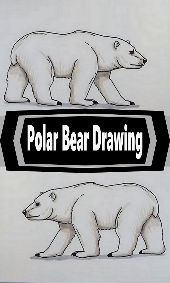 Polar Bear Drawing