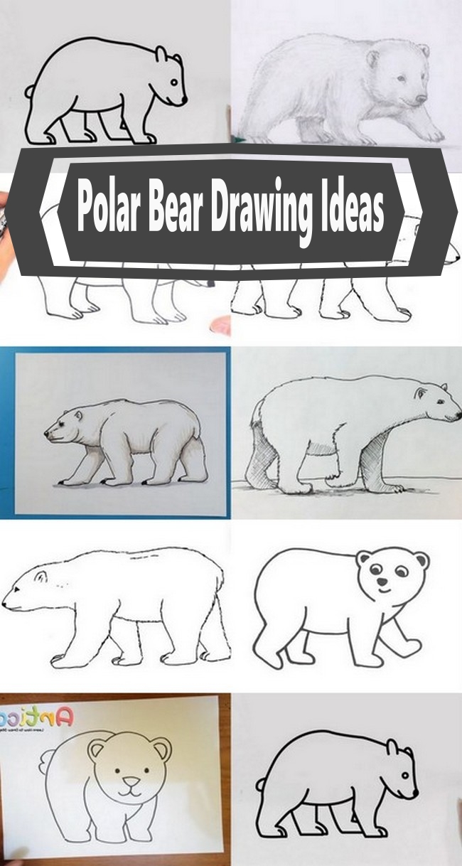 Polar Bear Drawing Ideas