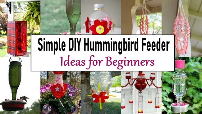 Simple DIY Hummingbird Feeder Ideas for Beginners