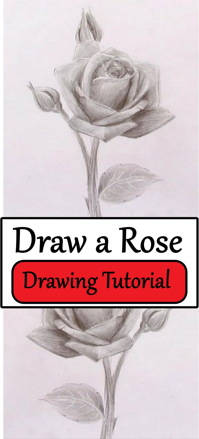 Draw a Rose
