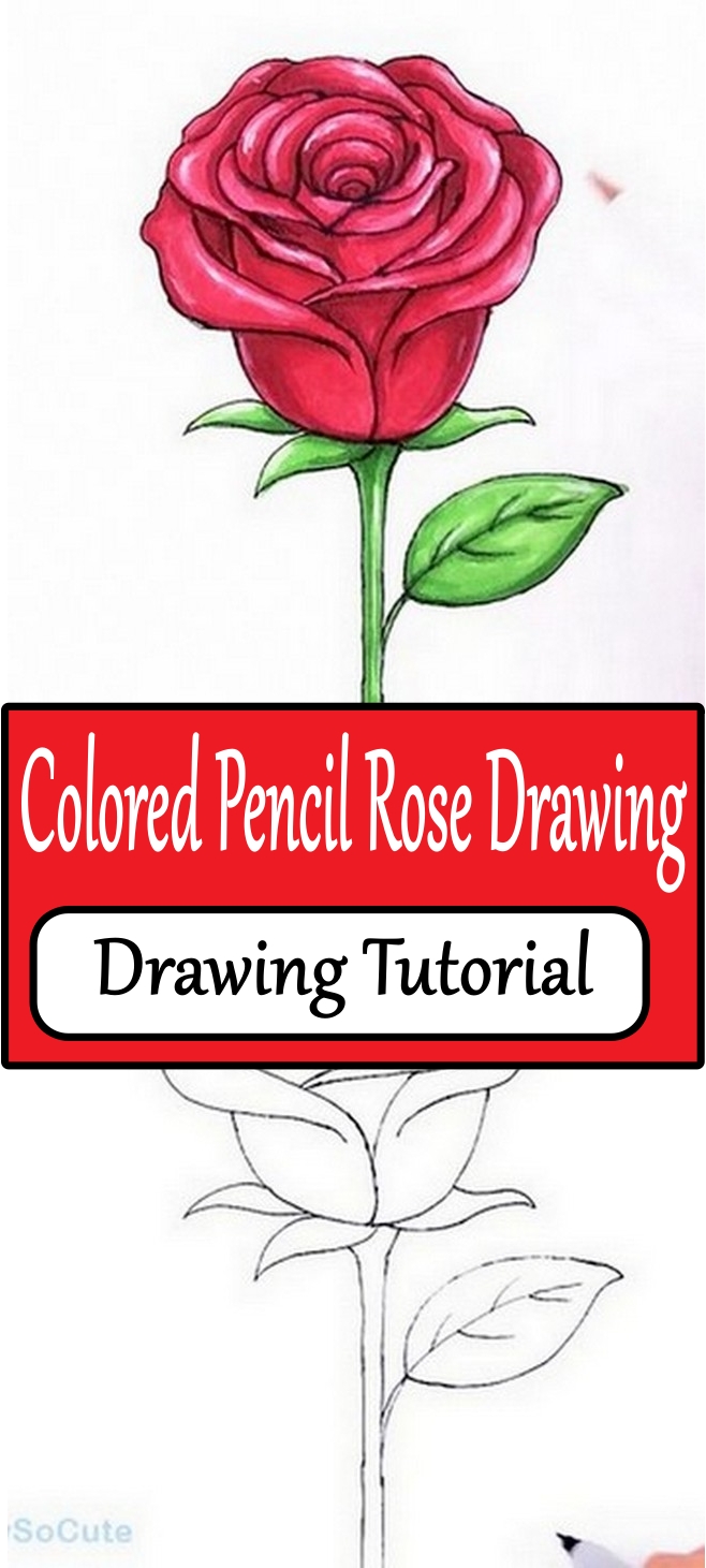 Colored Pencil Rose Drawing