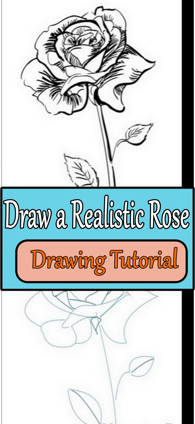  Draw a Realistic Rose